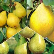 Комплект з 3-х сортов груш